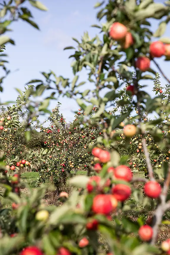 Hitchcox Handcrafted Apple Cider Orchard
