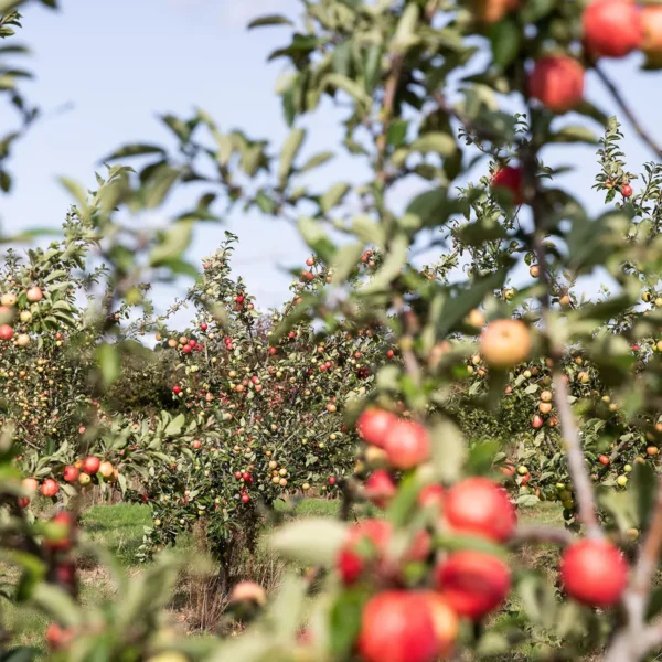 Hitchcox orchard image