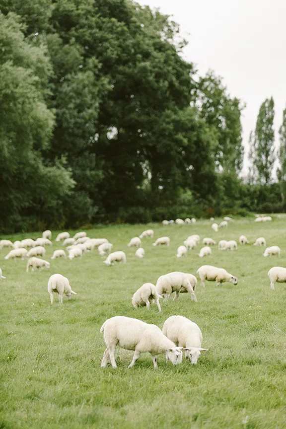 Oxford Hitchcox Cider sheep in field