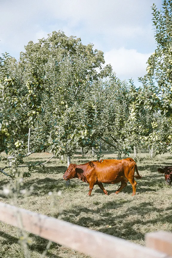 Oxford Hitchcox Handcrafted Cider orchard with cows